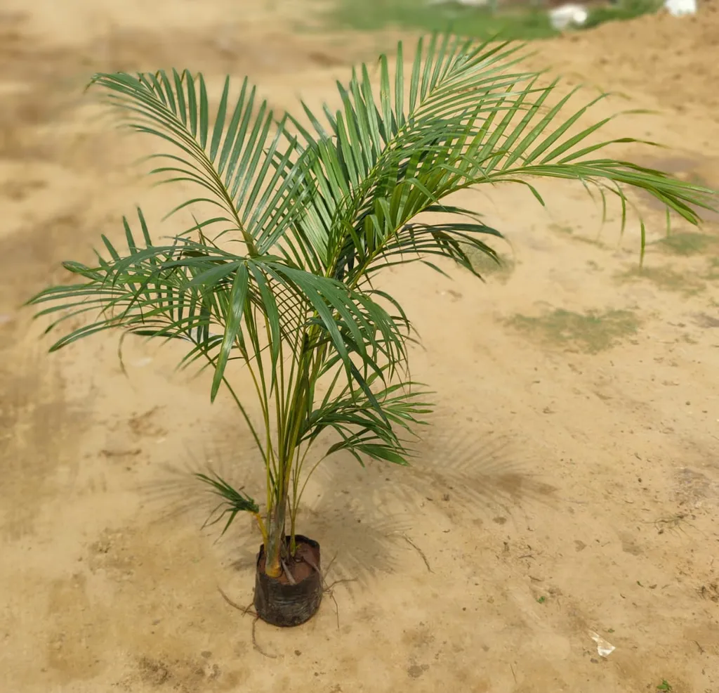 Areca Palm (3-5 ft) in 9 Inch Nursery Bag
