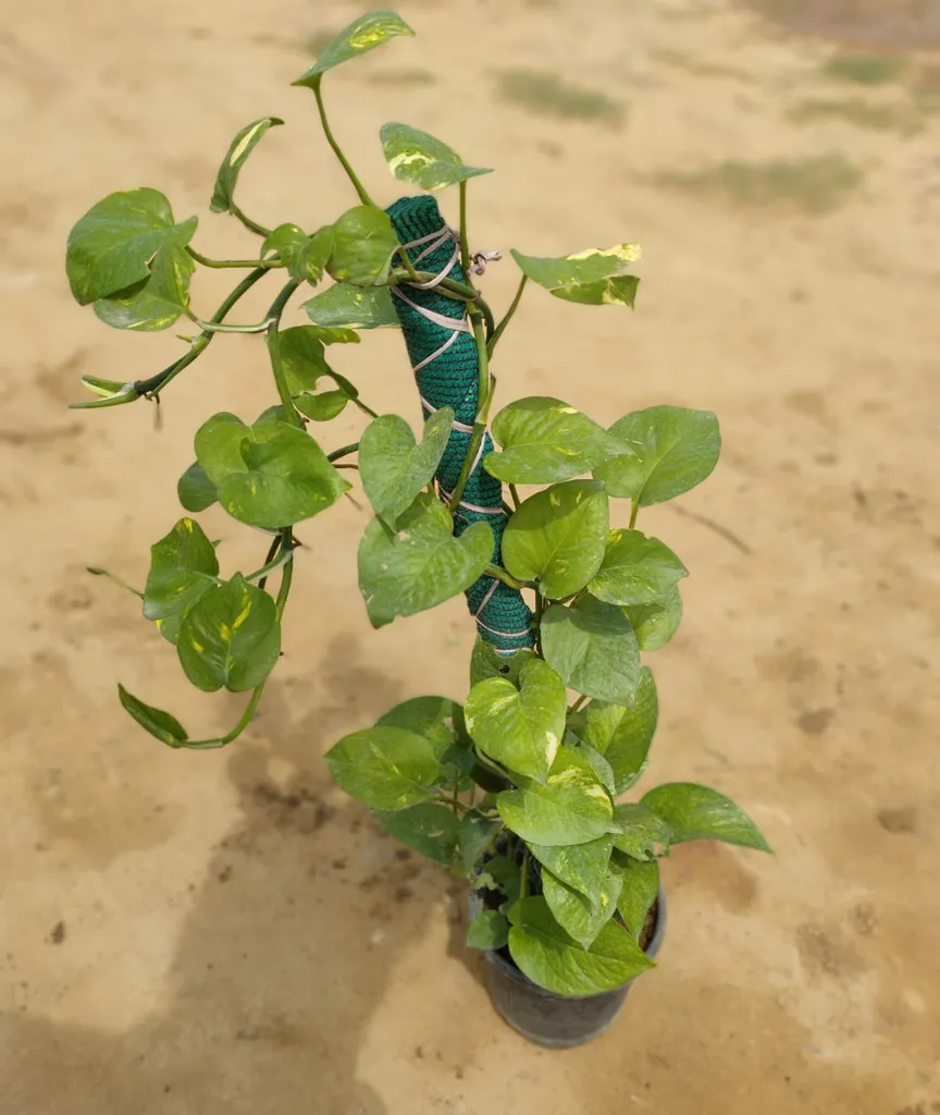 Green Money Plant in 7 Inch Plastic Pot