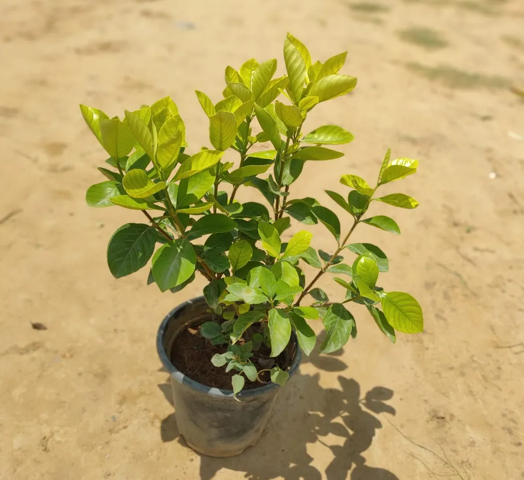 Gandharaj Plant (any colour) in 8 Inch Plastic Pot