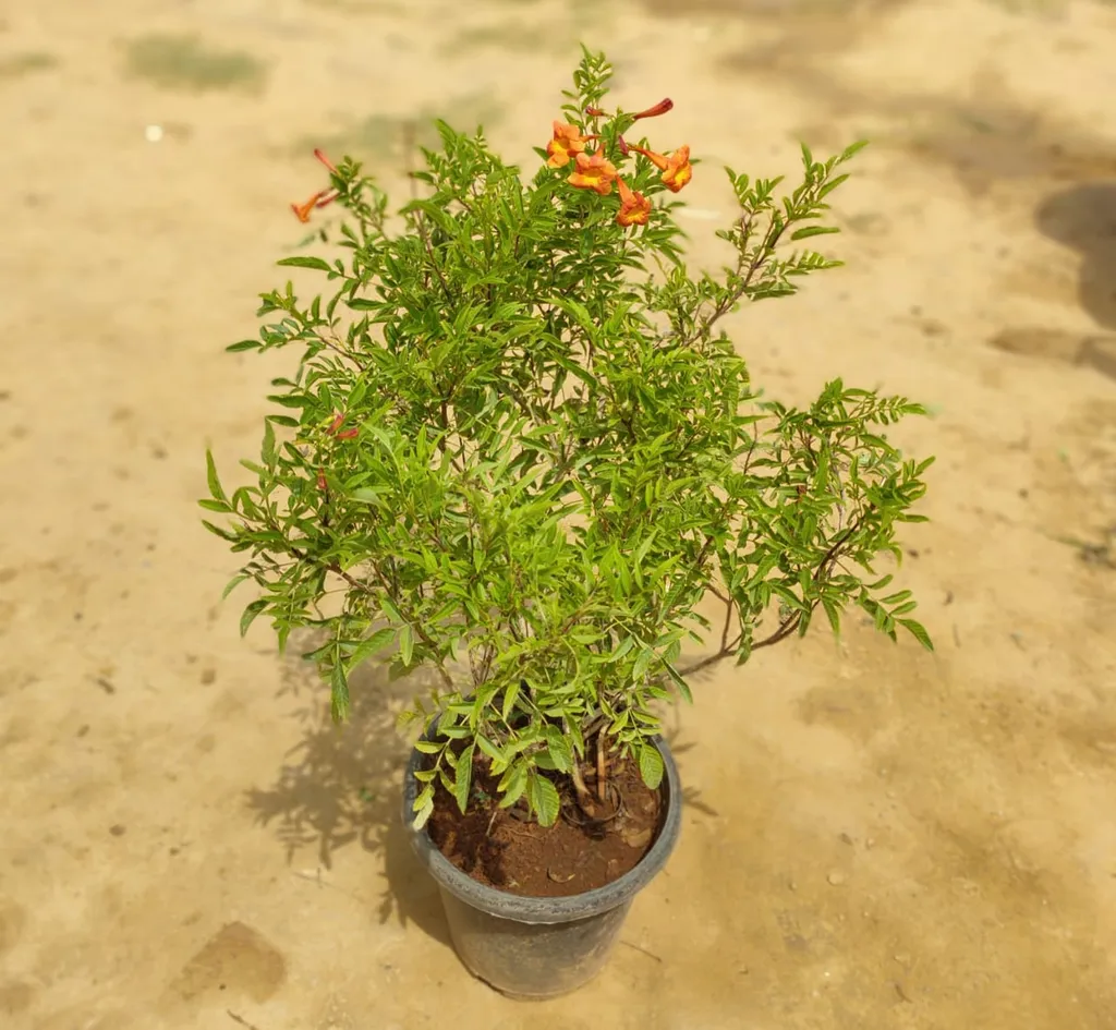 Tecoma Orange in 8 Inch Plastic Pot