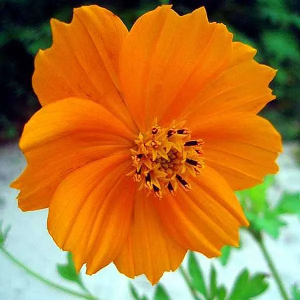 Cosmos Orange Seeds - Excellent Germination