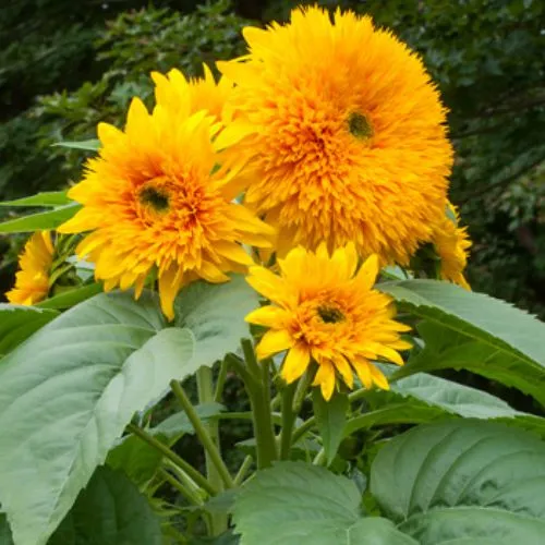 Sunflower Sungold Seeds - Excellent Germination