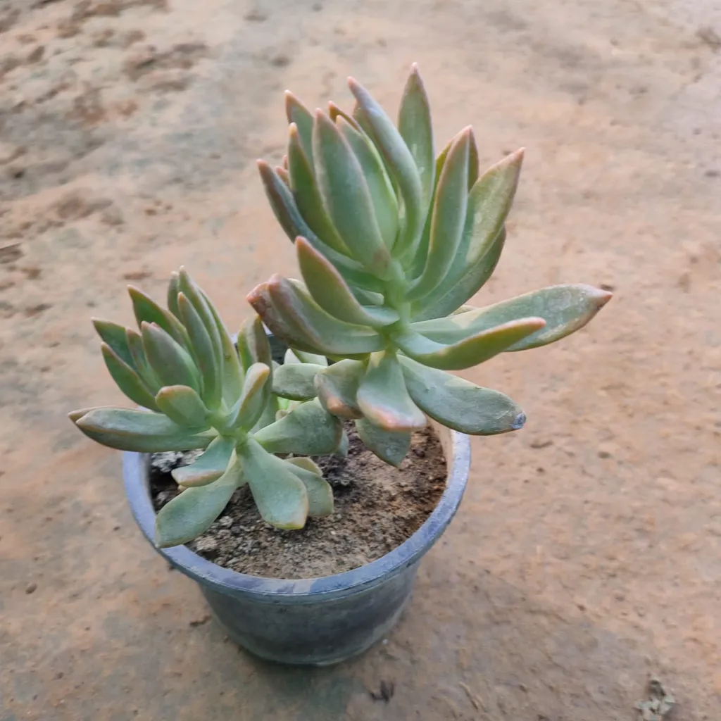 Succulent in 4 Inch Plastic Pot