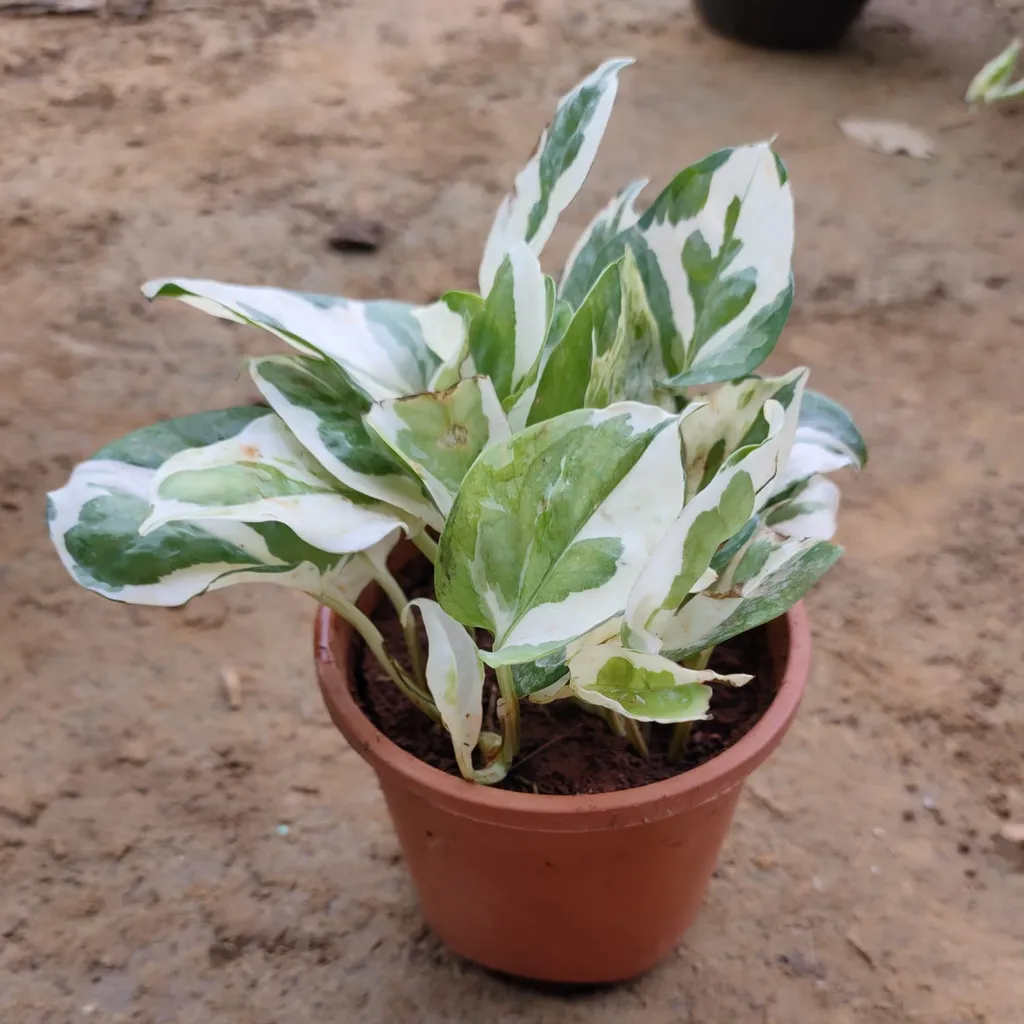 Marble Money Plant in 4 inch Plastic Pot