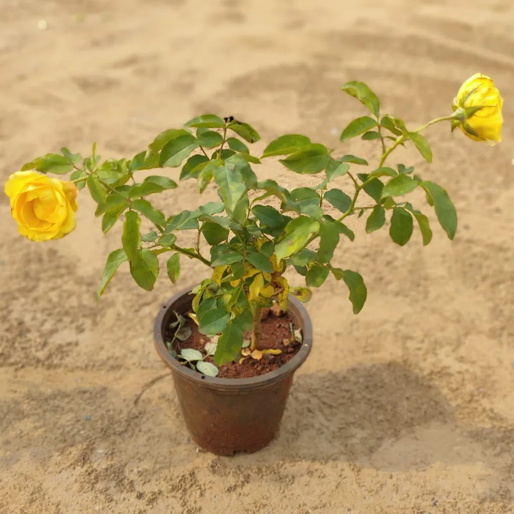 Yellow Rose in 6 inch Plastic Pot