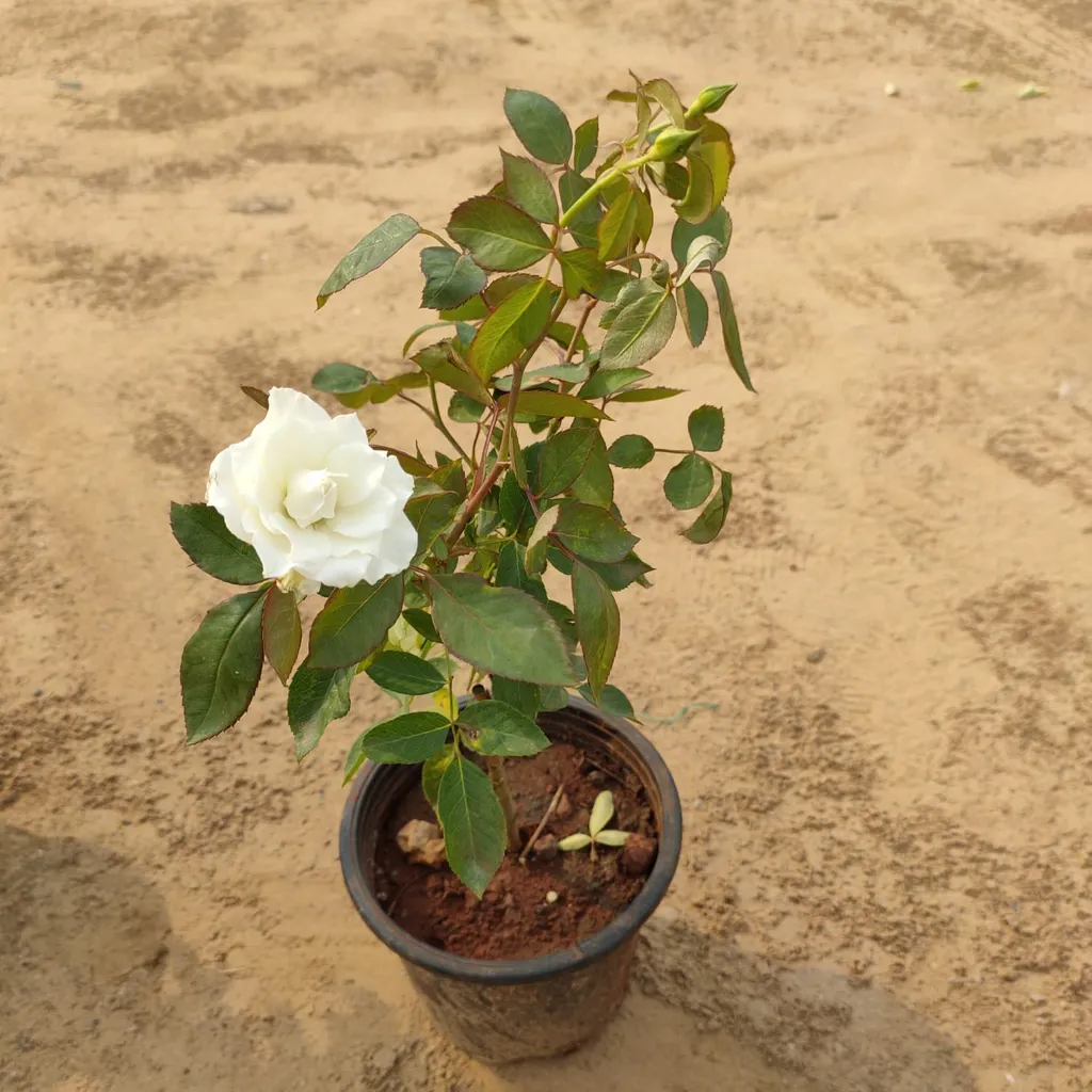 White Rose in 6 inch Plastic Pot