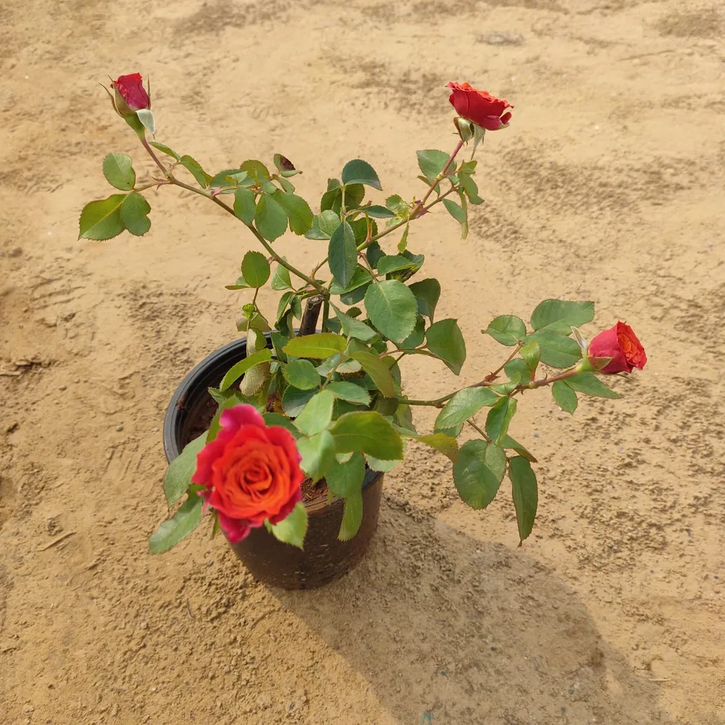 Red Rose in 6 inch Plastic Pot