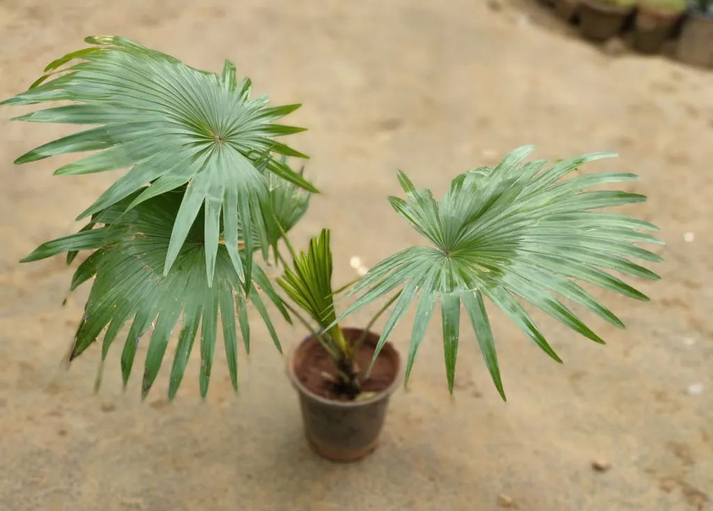 China Palm in 6 inch Plastic Pot