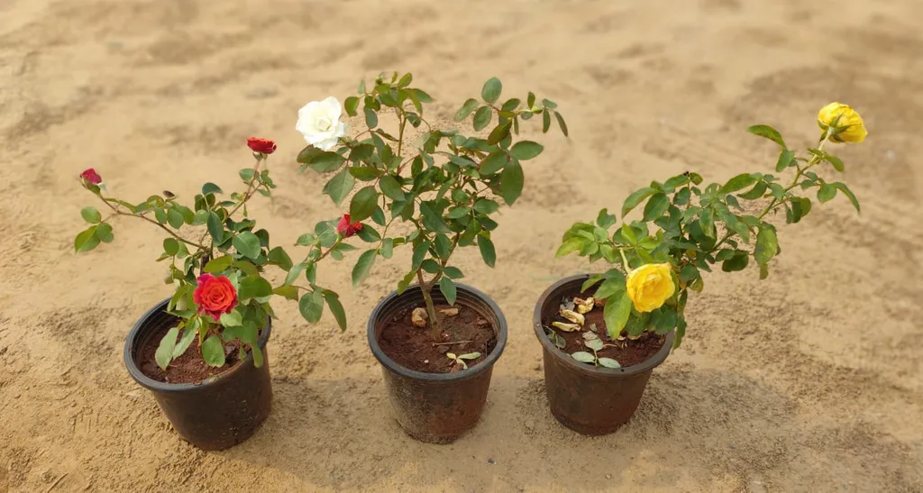 Set Of 3 Roses (any colour) in 6 inch Plastic Pot