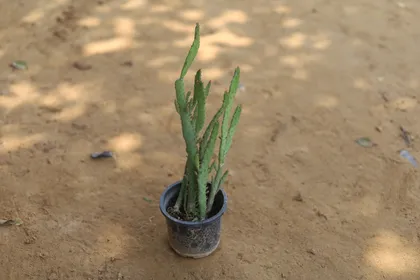 Buy Monacantha Cactus in 4 Inch Plastic Pot Online | Urvann.com