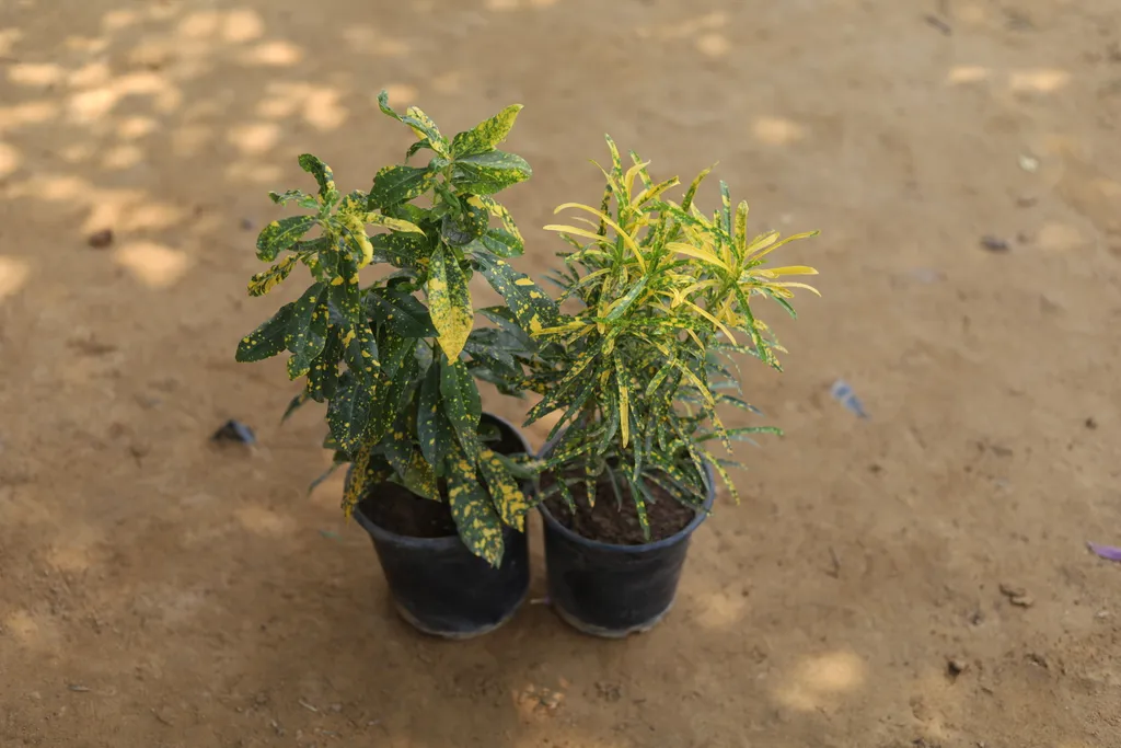 Set of 2 Croton (Baby croton ,Chironji croton) in 6 Inch Plastic Pot