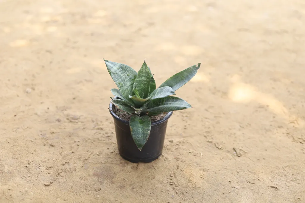 Green Snake Plant in 4 Inch Plastic Pot