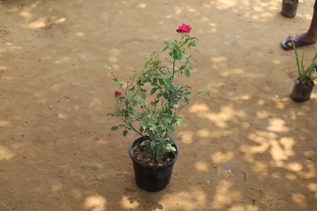 Rose (any colour) in 8 Inch Plastic Pot