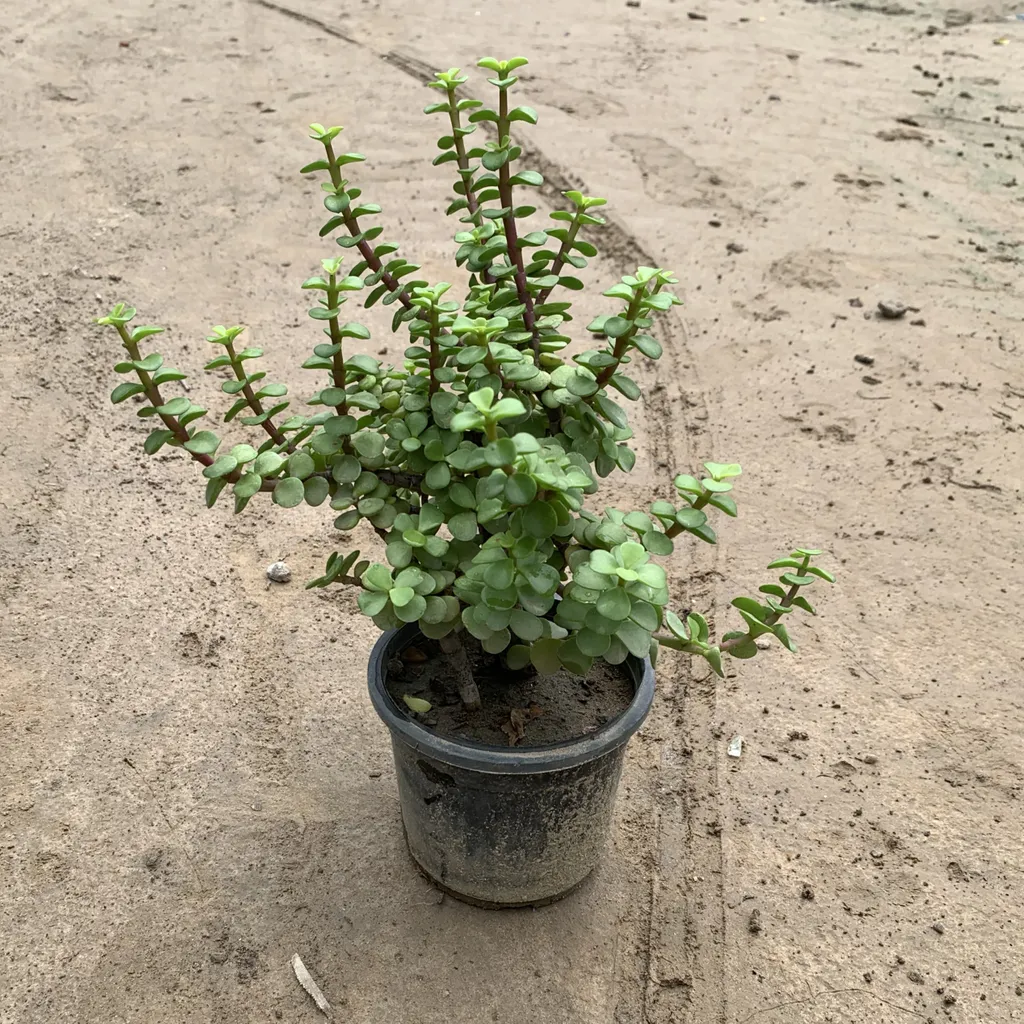 Jade Plant (Thick Stem) in 4 Inch Plastic Pot