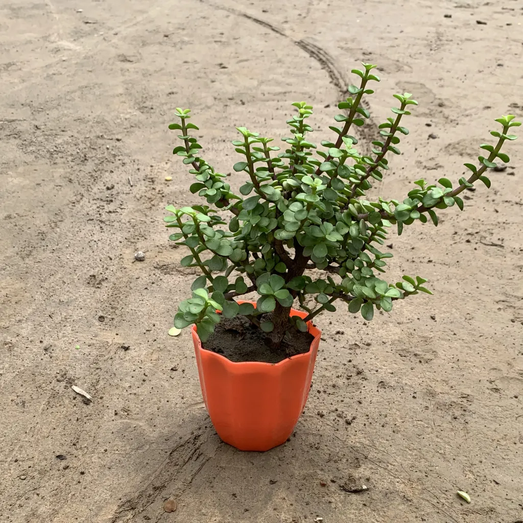 Jade Plant (Thick Stem) in 4 Inch Designer Plastic Pot