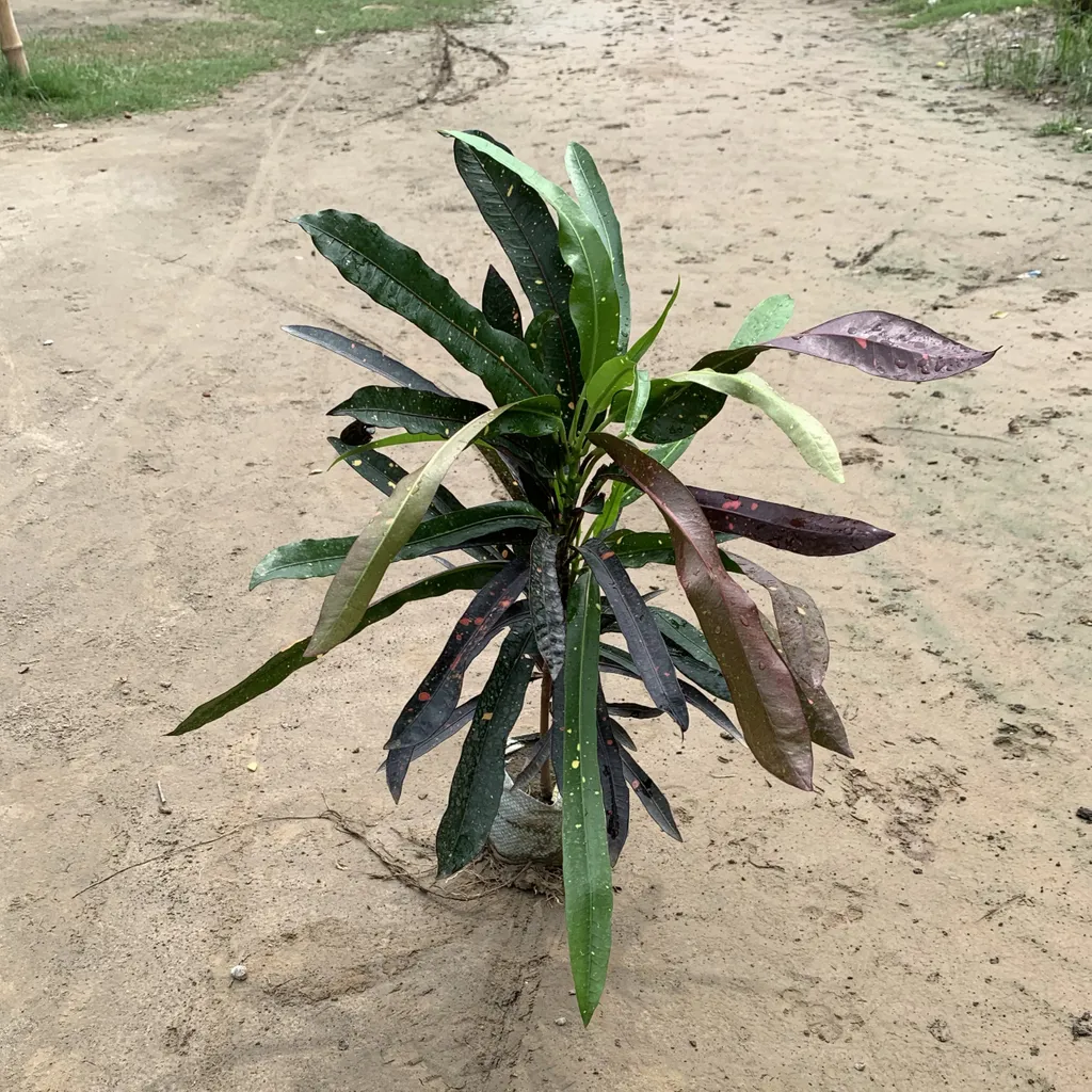 Croton Zanzibar in 6 Inch Nursery Bag