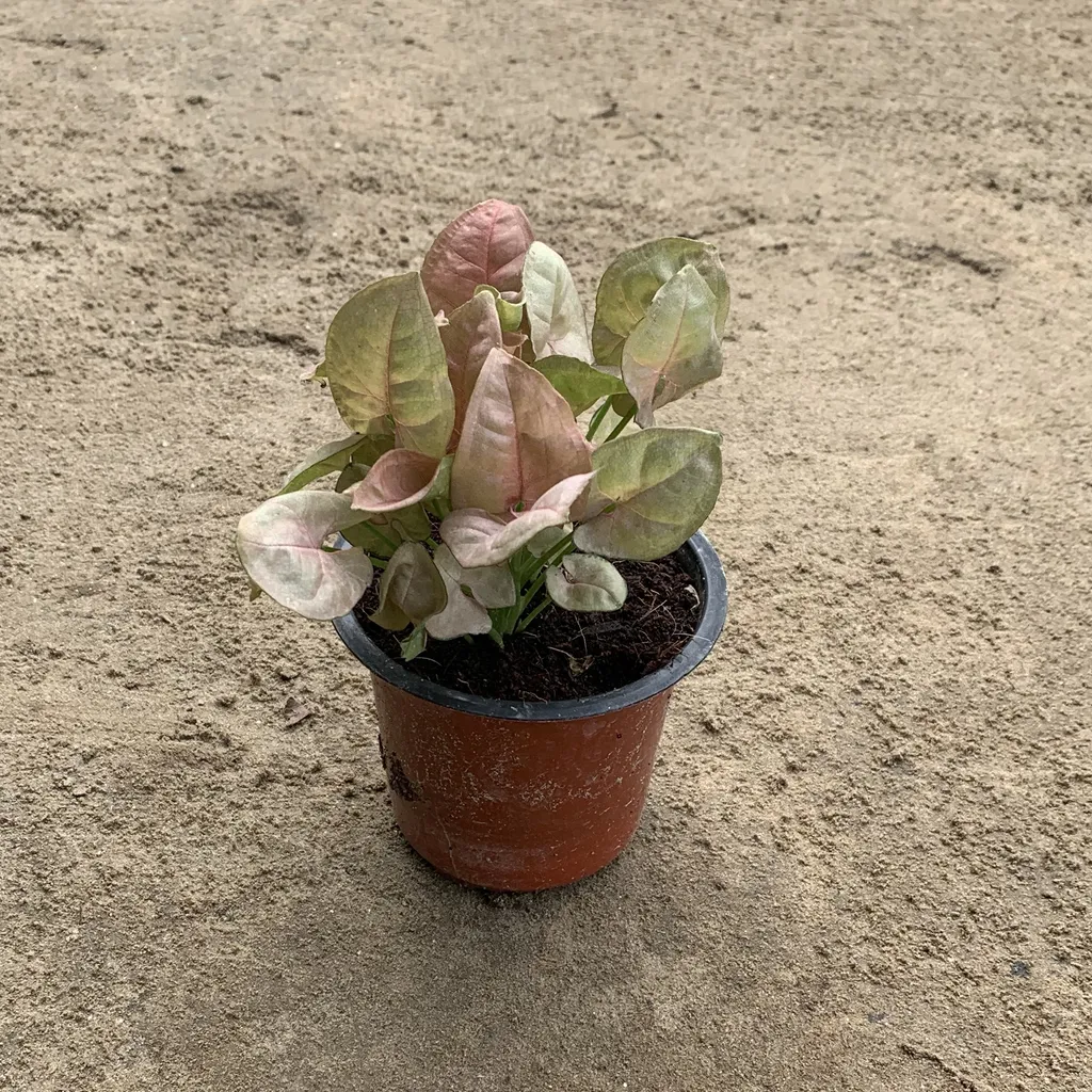 Pink Syngonium Dwarf in 3.5 Inch Plastic Pot