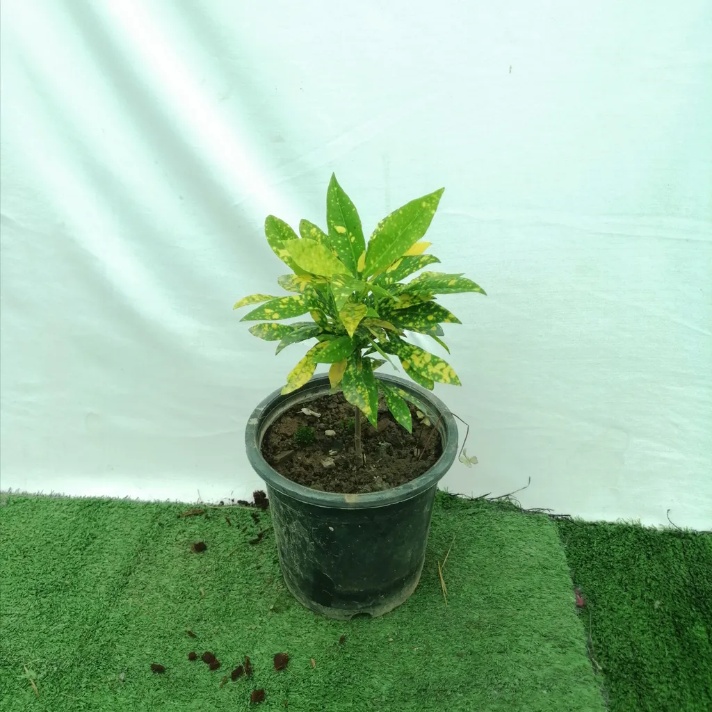 Croton in 6 Inch Plastic Pot
