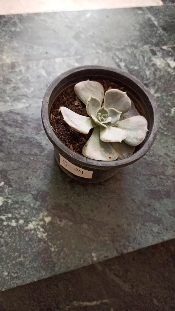 Succulent Kamal in 4 Inch Plastic Pot
