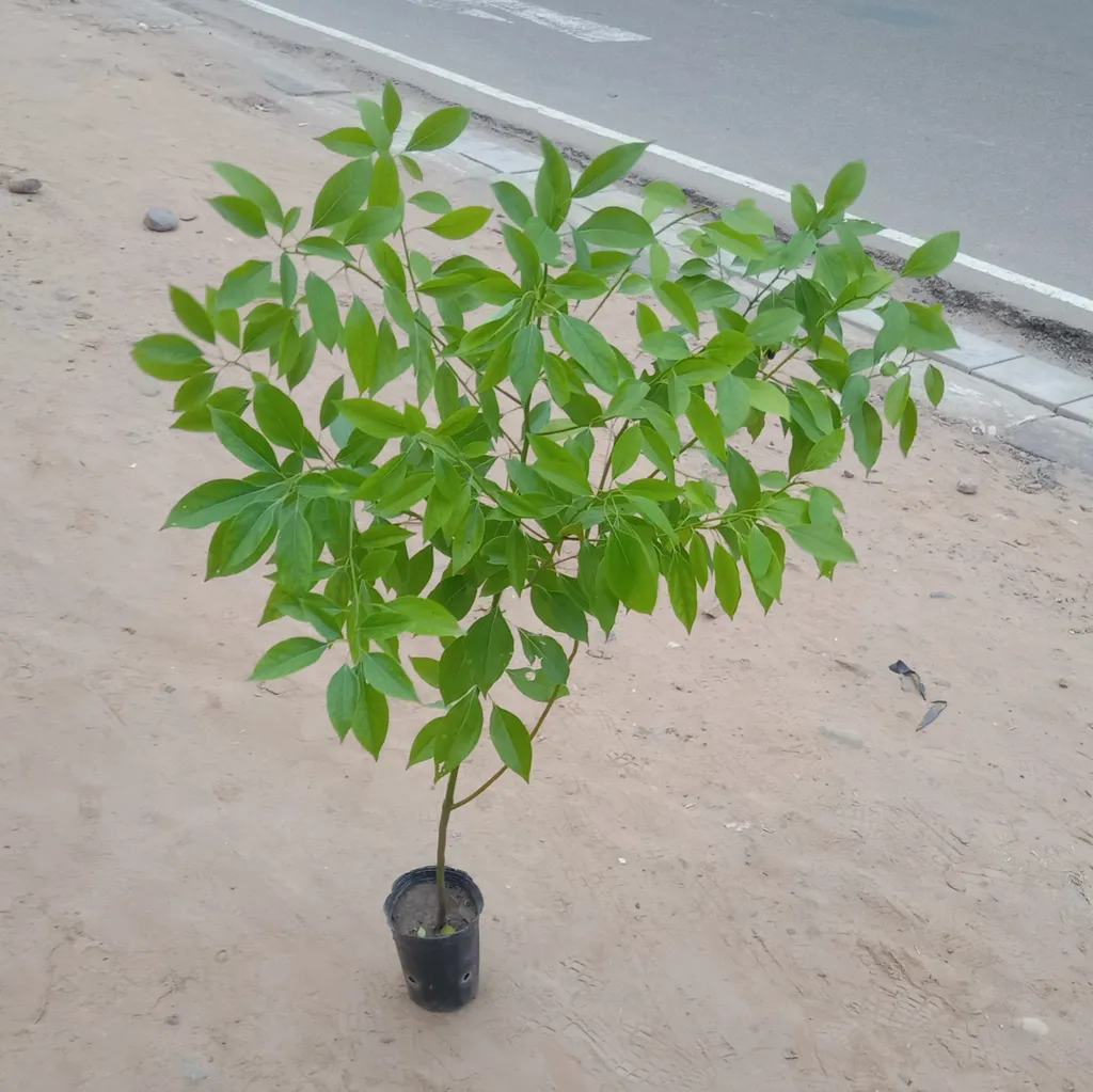 Kapur / Camphor Tree in 6 Inch Plastic Pot
