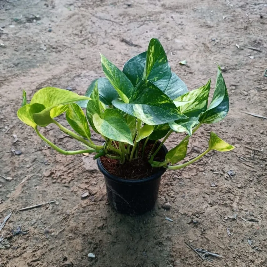 Money Plant in 4 Inch Plastic Pot