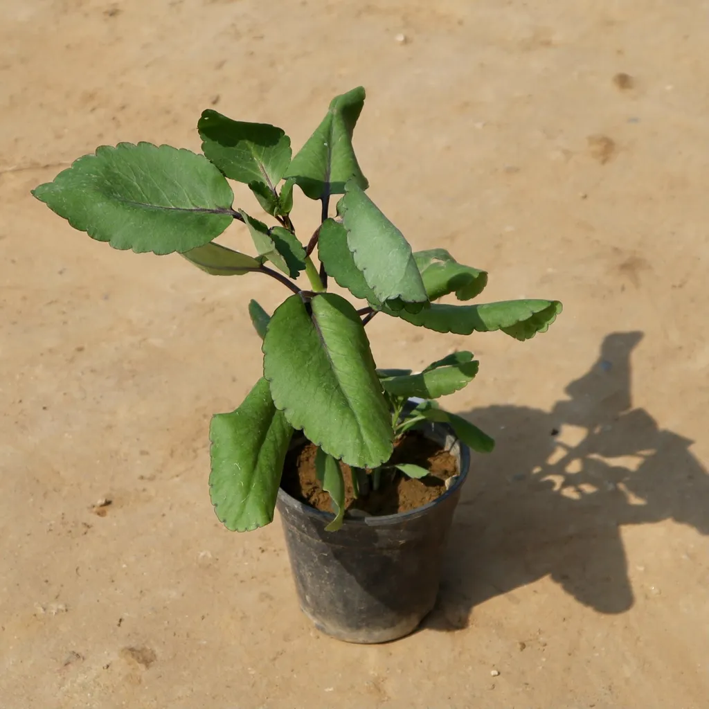 Patharchatta Plant in 6 Inch Plastic pot