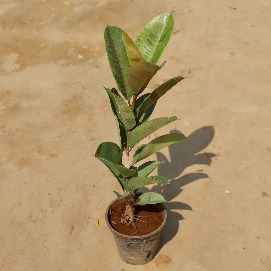 Rubber Variegated in 6 Inch Plastic pot