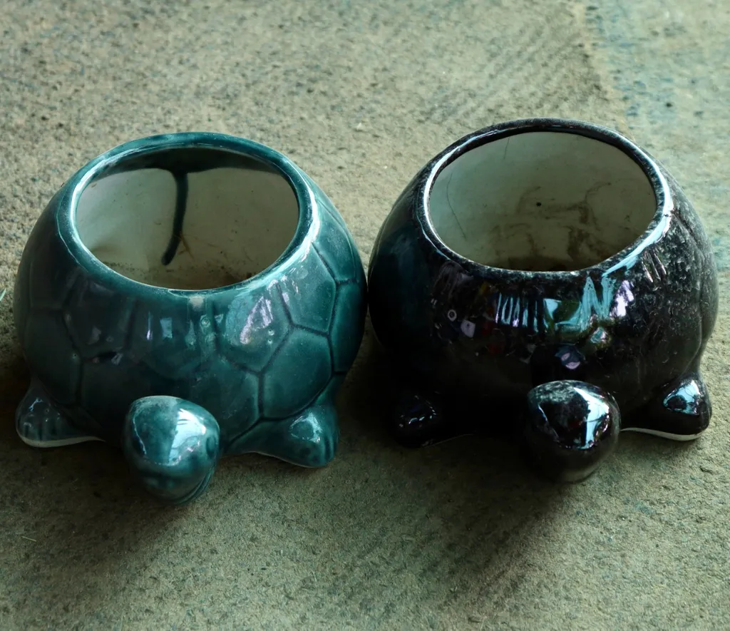 Set of 2 Turtle Pot (any colour) in 5 Inch Ceramic Pot