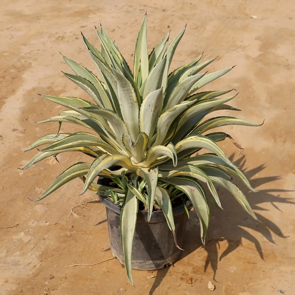 Agave Angustifolia in 12 Inch Plastic pot