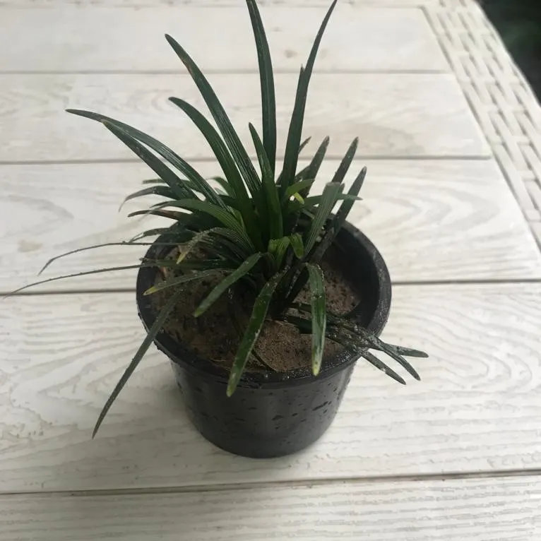 Ophiopogon Dwarf Black / Black Mondo Grass in 3 Inch Plastic Pot