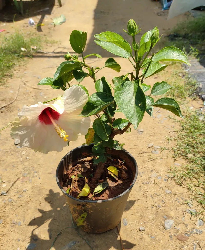 Hibiscus White in 6 Inch Plastic Pot