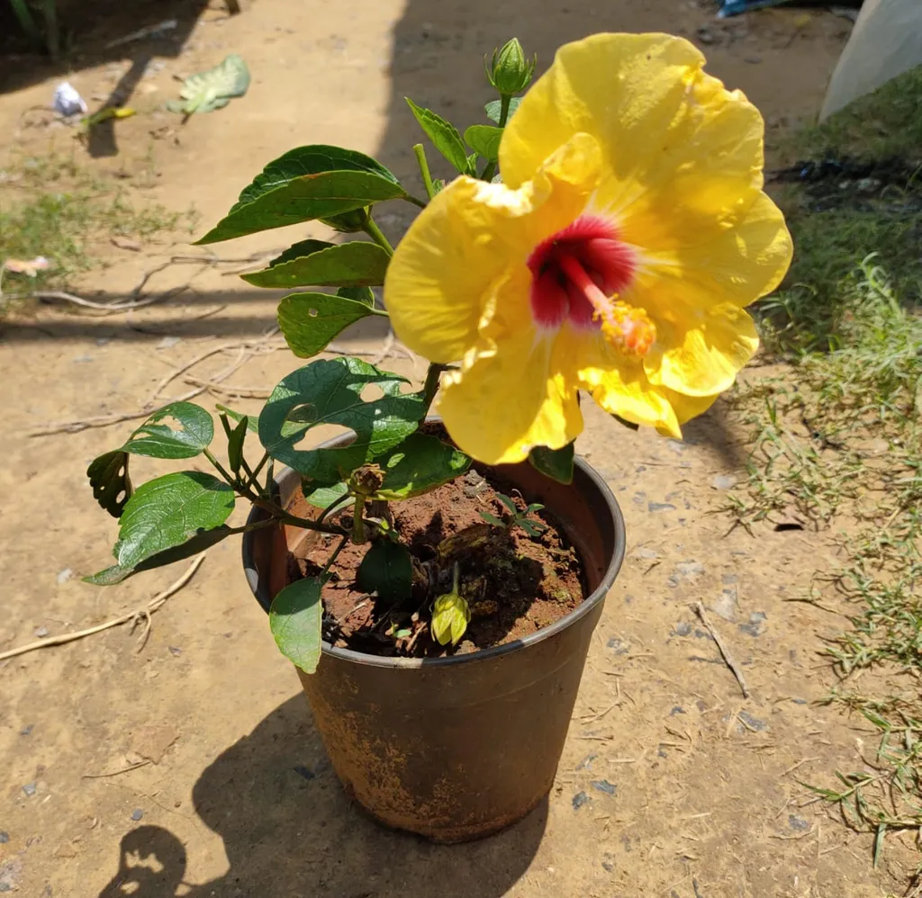 Hibiscus Yellow in 6 Inch Plastic Pot