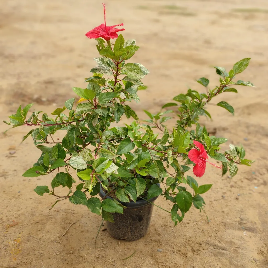 Hibiscus Variegated (any colour) in 8 Inch Plastic Pot