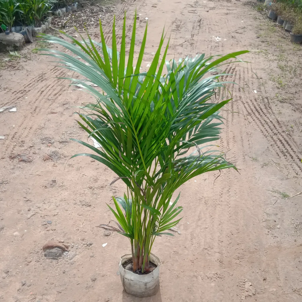 Areca Palm (3-5 feet) in 5 Inch Nursery Bag