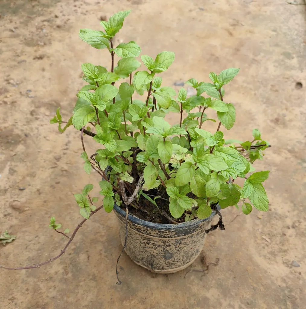 Mint (Pudina) in 5 Inch Plastic Pot