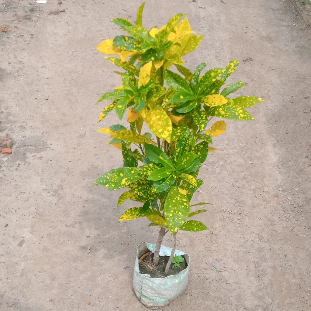 Gold Star Croton in 4 Inch Nursery Bag
