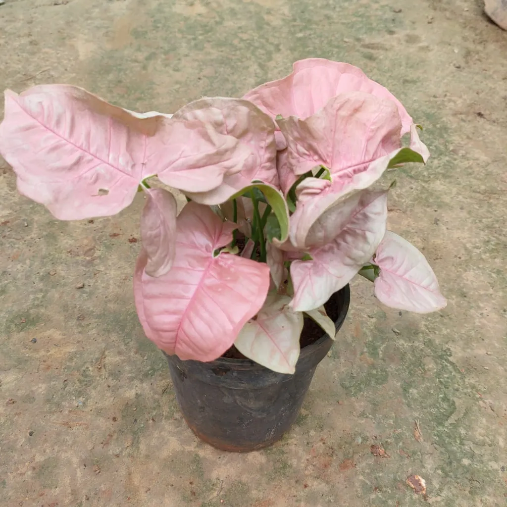Syngonium Pink in 6 Inch Plastic Pot