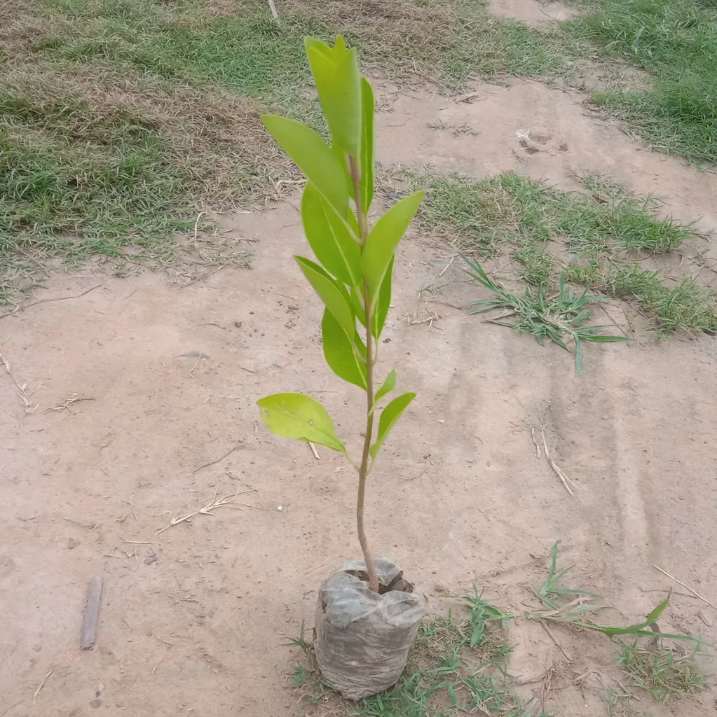 Anarmi plant in 4 Inch Nursery Bag