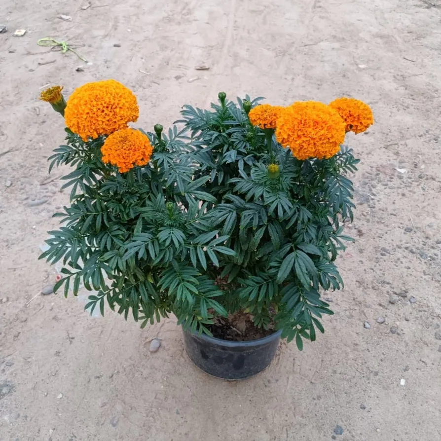 Marigold / Genda (any colour) in 9 Inch Plastic Pot