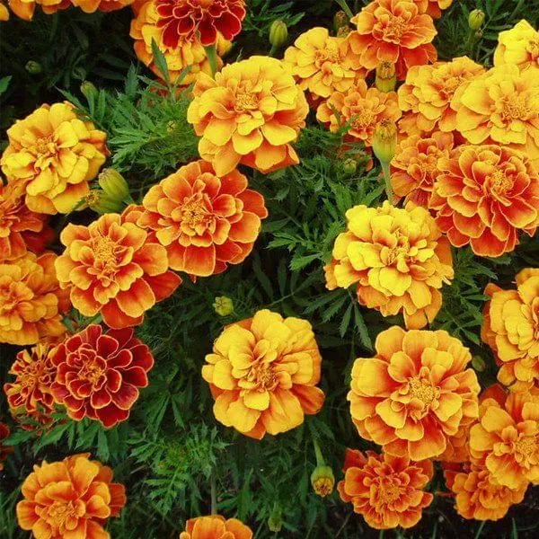 marigold french seeds - Excellent Germination