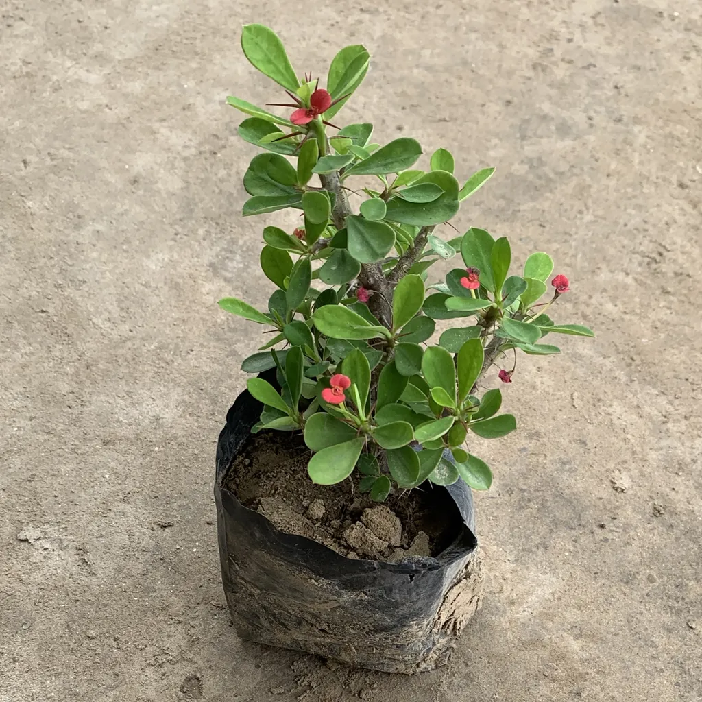 Euphorbia Miniature (Red) in 5 Inch Nursery Bag