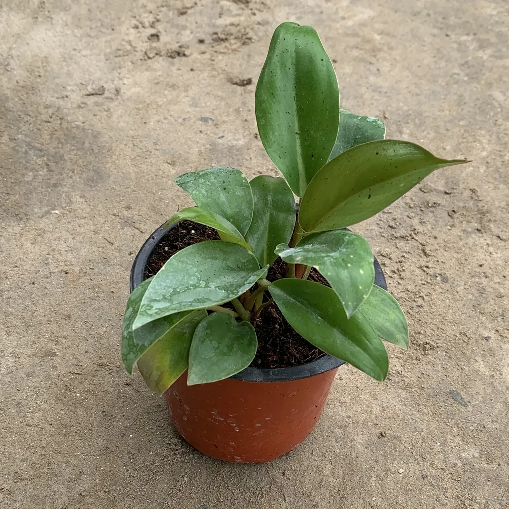 Philodendron in 4 Inch Plastic Pot