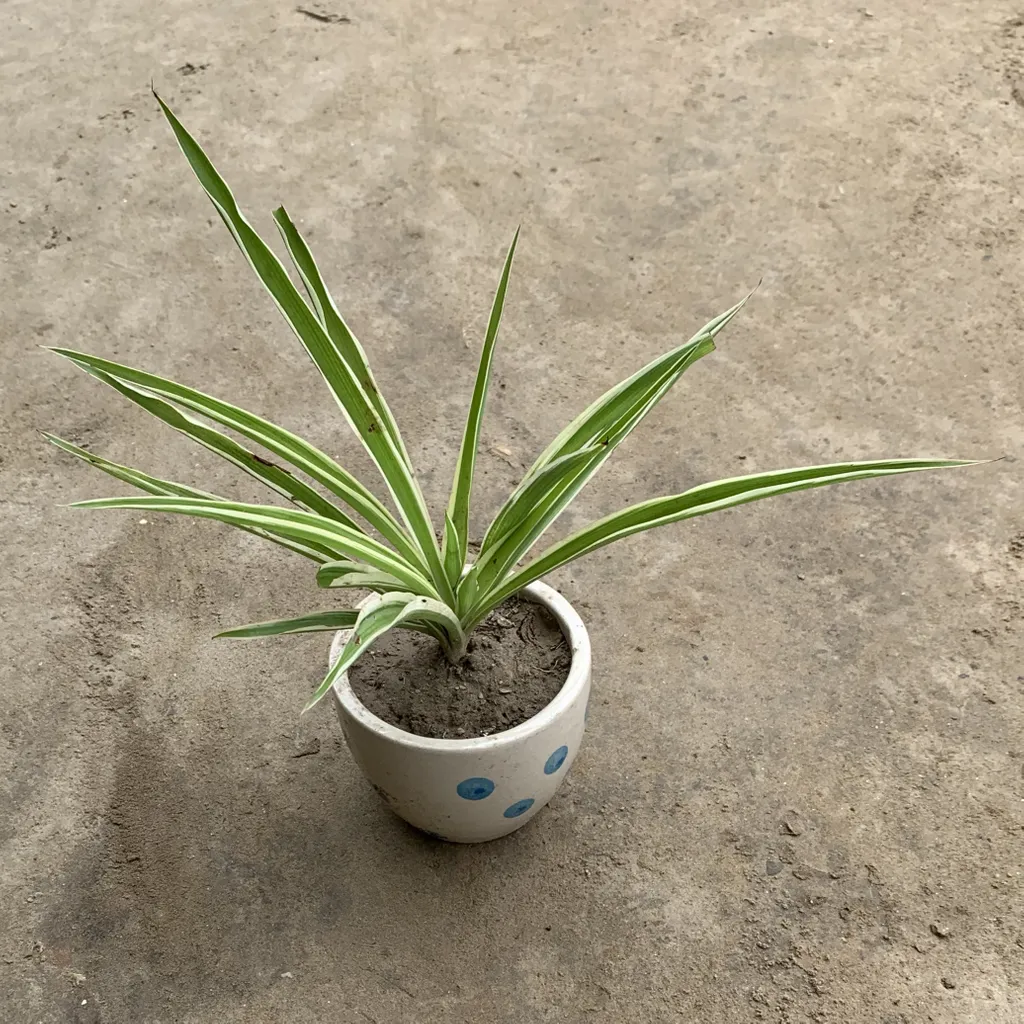 Spider Plant in 4 Inch Elegant Ceramic Pot (any design)