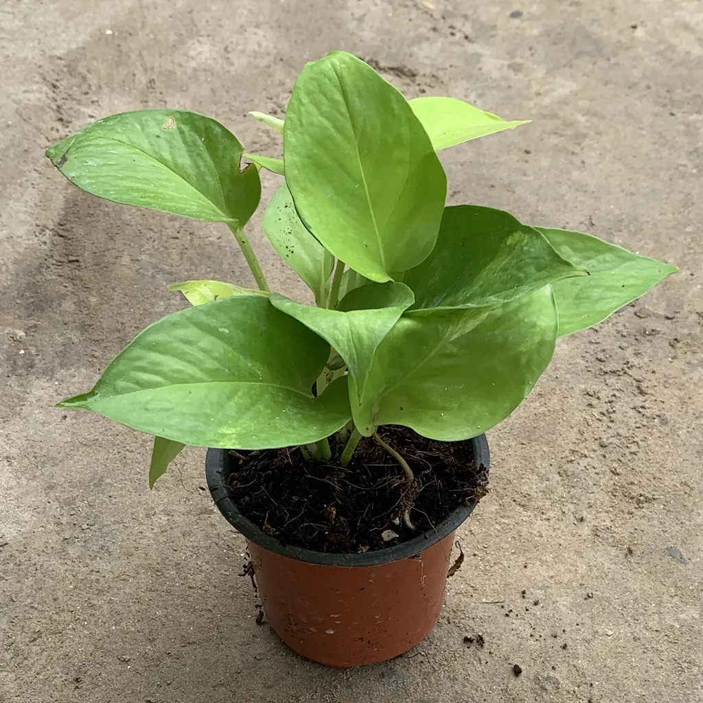 Golden Money Plant in 4 Inch Plastic Pot