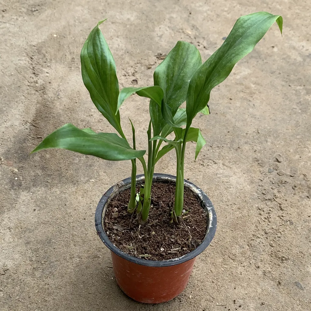 Peace Lily (any colour) in 4 Inch Plastic Pot