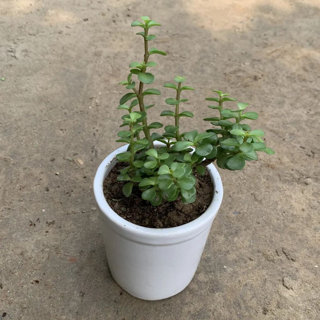 Jade Plant in 4 Inch Plain White Glass Ceramic Pot