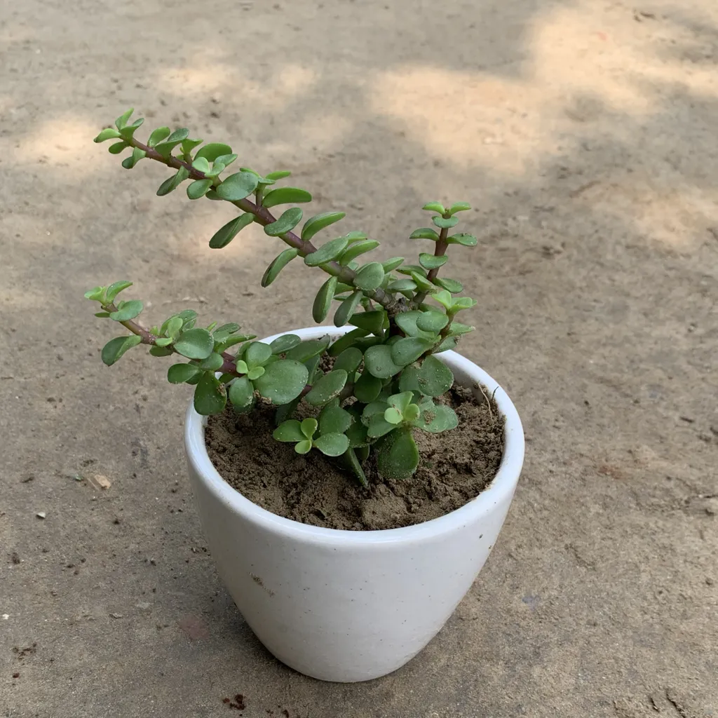 Jade Plant in 4 Inch Round White Ceramic Pot