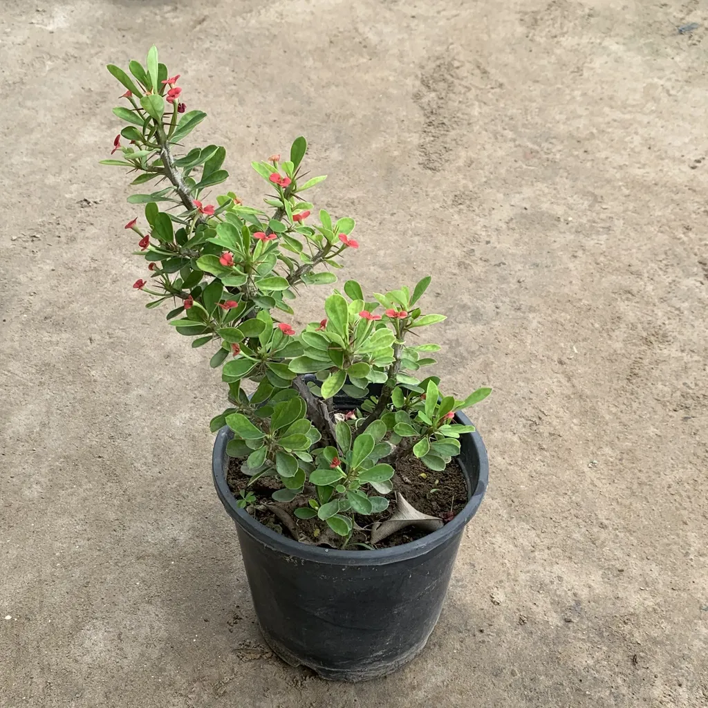 Euphorbia Miniature (Red) in 6 Inch Plastic Pot