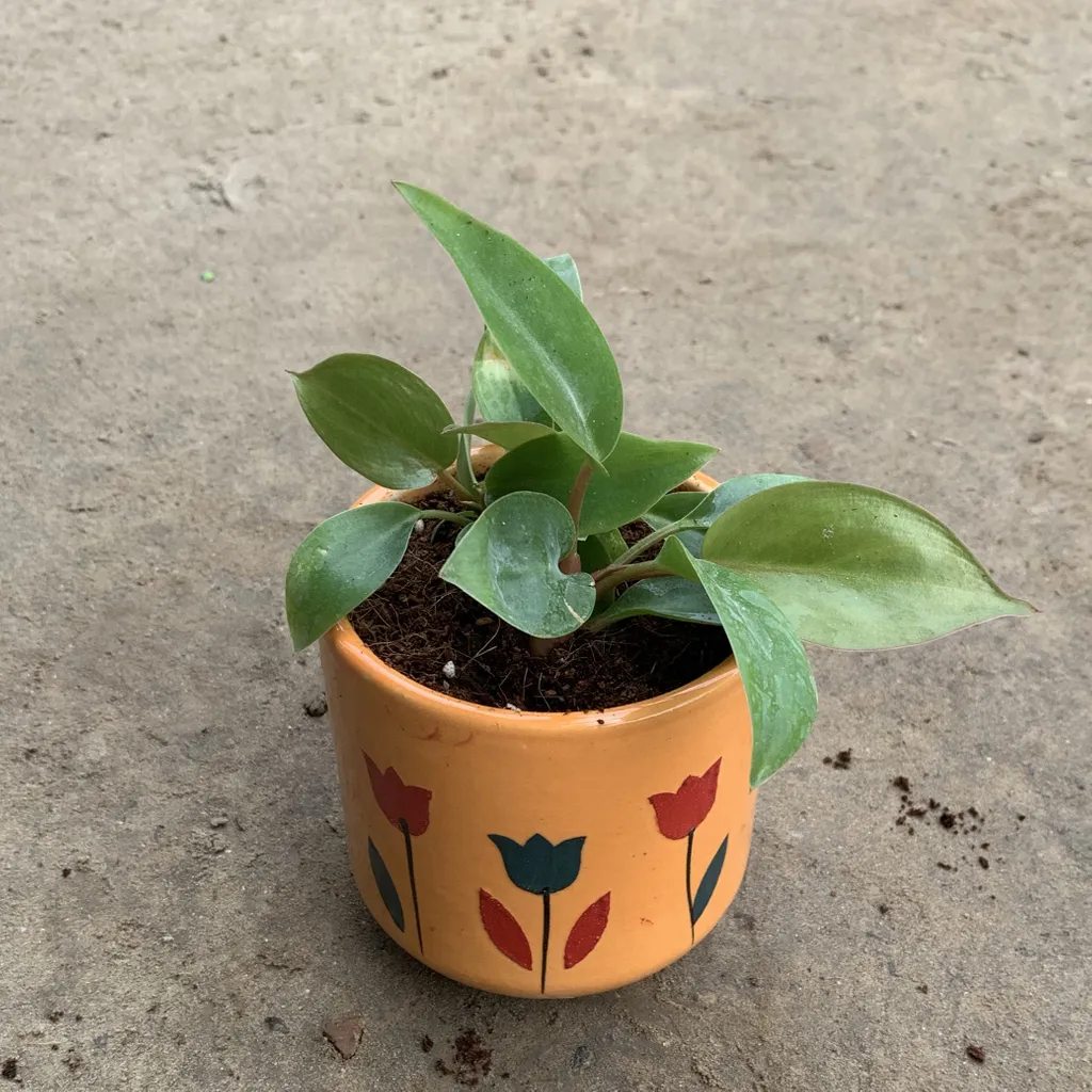 Philodendron in 4 Inch Orange Ceramic Pot