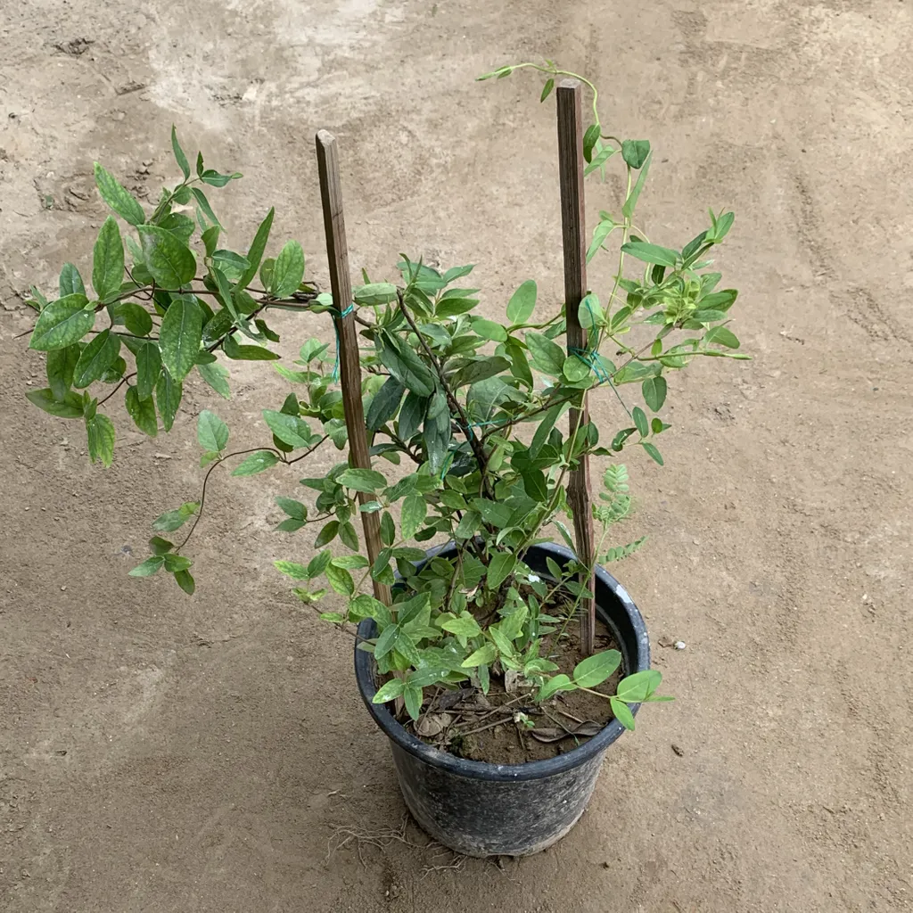 Honey Suckle Creeper (any colour) in 8 Inch Plastic Pot